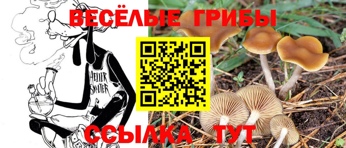 Галлюциногенные грибы Psilocybine cubensis Семилуки